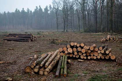 Motie: draai erkenning Maleisisch hardhout terug