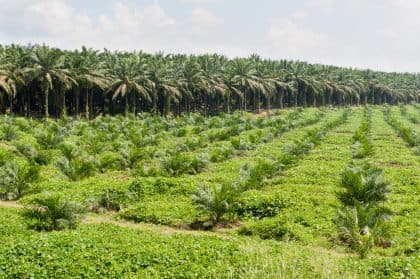 Ernstige misstanden op palmolieplantages