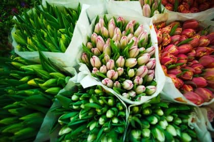 Inkopers bloemen kunnen direct zaken doen via digitaal platform