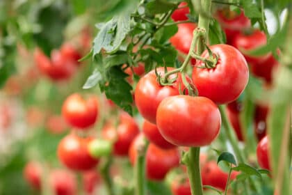 Inkoop tomaten in Italië staat ter discussie