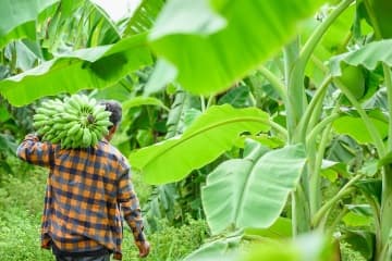 Leefbaar loon voor werknemers bananenplantages